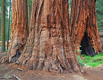 Trunks of Giant sequoia trees (Sequoia sempervirens) one with burnt out centre, Mariposa Grove, Yosemite National Park, California, USA