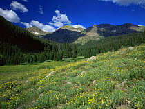 Oh-be-joyful Creek Valley, Raggeds Wilderness Area, Colorado, USA