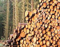 Timber stack from logging operation in Olympic Peninsula, Washington, USA