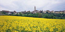 Field of flowering Oil seed rape beside the town of Kirchberg, Germany