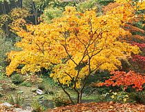 Maple tree in autumn colour, Washington Park Arboretum, Seattle, Washington, USA
