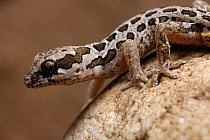 Spotted thick-toed gecko {Pachydactylus maculatus} Little Karoo, South Africa