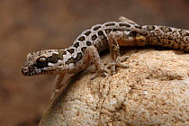 Spotted thick-toed gecko {Pachydactylus maculatus} Little Karoo, South Africa