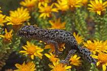 Ocellated thick-toed gecko {Pachydactylus geitje} DeHoop NR, Western Cape, South Africa