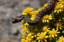 Southern adder {Bitis armata} juvenile male on yellow flowers, DeHoop NR, Western Cape, South Africa