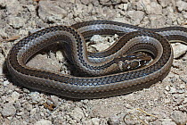 Cross marked whip snake {Psammophis crucifer} male, DeHoop NR, Western Cape, South Africa