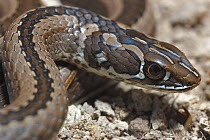 Cross marked whip snake {Psammophis crucifer} male, DeHoop NR, Western Cape, South Africa