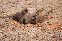 Speckled mousebirds {Colius striatus} communal sunbathing, DeHoop NR, Western Cape, South Africa