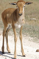 Bontebok {Damaliscus dorcas} calf, DeHoop NR, Western Cape, South Africa