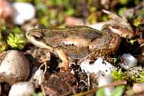 Common Caco frog (Cacosternum boettgeri) De Hoop Nature Reserve, South Africa