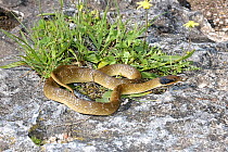 Herald / Red-lipped Snake (Crotaphopeltis hotamboeia) De Hoop Nature Reserve, South Africa