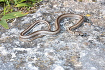 Cross-marked Whip Snake (Psammophis crucifer) De Hoop Nature Reserve, South Africa