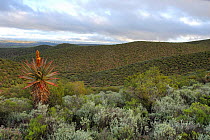 Mountain fynbos vegetation, Swartberg Mountains foothills, Little Karoo, South Africa