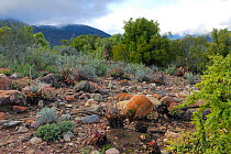 Mountain fynbos vegetation on the foothills of the  Swartberg Mountains, Little Karoo, South Africa