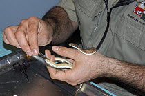Researcher sampling DNA of Karoo Whip Snake (Psammophis notostictus) by clipping off a scale, De Hoop Nature Reserve, South Africa