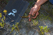 Herald snake (Crotaphopeltis hotamboeia) and Cross-marked (Psammophis crucifer) Whip snake being released, De Hoop Nature Reserve, South Africa