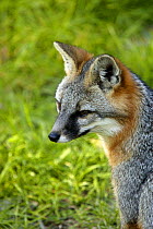 Eastern grey fox {Urocyon cinereoargenteus} captive, Tampa Zoo, Florida, USA