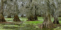 Cypress Trees (Thuja genus) draped in Spanish Moss (Tillandsia usneoides) in swamp, Louisiana, USA