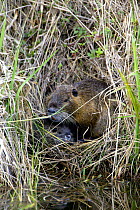 Portrait of Coypu / Nutria (Myocastor coypus) with youngster in nest, Laccasine Pool, Louisiana, USA