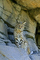 American Bobcat / Lynx (Lynx rufus) Carlsbad Desert Museum, New Mexico, USA