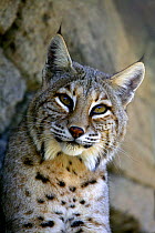 American Bobcat / Lynx (Lynx rufus) portrait, Carlsbad Desert Museum, New Mexico, USA