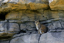 American Bobcat / Lynx (Lynx rufus) in typical habitat and den, captive, New Mexico, USA