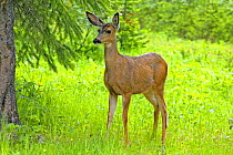 Mule Deer (Odocoileus hemionus) Waterton-Glacier National Park, Alberta, Canada