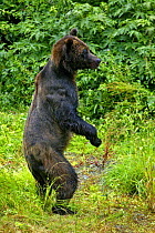 Bear (Ursus arctos) standing on hind legs to watch another bear approaching, Alaska, USA