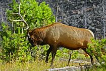 Male Elk (Cervus canadensis) thrashing vegetation to sharpen antlers during the autumn rutting period, Yellowstone National Park, USA