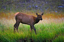 First year Elk (Cervus canadensis) calf in autumn, Yellowstone National Park, USA