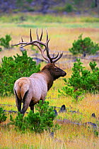 Male Elk (Cervus canadensis) with large antlers during the autumn rut, Yellowstone National Park, Montana, USA