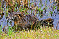 Coypu / Nutria (Myocastor coypus) with juvenile in Laccasine Pool, Louisiana, USA