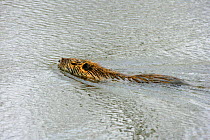 Coypu / Nutria (Myocastor coypus) swimming in Laccasine Pool, Louisiana, USA