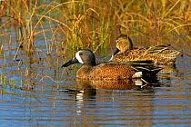 Male and female Blue-winged Teal (Anas discors) on water, Arkansas Refuge, Texas, USA