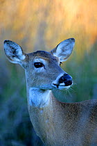 Portrait of White-tailed Deer (Odocoileus virginianus) Arkansas Wildlife Refuge, Texas, USA