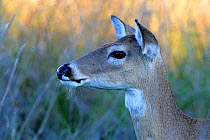 White-tailed Deer (Odocoileus virginianus) portrait, Arkansas Wildlife Refuge, Texas, USA