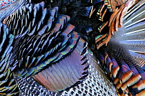 Details of male Wild Turkey (Meleagris gallopavo) plumage, Arkansas Wildlife Refuge, Texas, USA