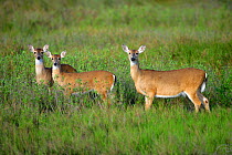 Adult and two twin juvenile White-tailed Deer (Odocoileus virginianus) Texas, USA