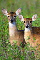 Portrait of pair of juvenile White-tailed Deer (Odocoileus virginianus) Arkansas Wildlife Refuge, Texas, USA