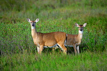 White-tailed Deer (Odocoileus virginianus) with juvenile, Arkansas Wildlife Refuge, Texas, USA