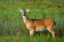 White-tailed Deer (Odocoileus virginianus) Arkansas Wildlife Refuge, Texas, USA