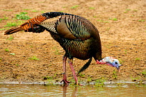 Male Wild Turkey (Meleagris gallopavo) of the eastern race at water to drink, Texas, USA
