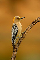Female Golden-fronted Woodpecker (Melanerpes aurifrons) Texas, USA
