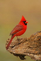 Male Northern Cardinal (Cardinalis cardinalis) Texas, USA