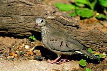 Common Ground Dove (Columbina passerina) Texas, USA