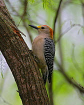 Male Golden-fronted Woodpecker (Melanerpes aurifrons) Texas, USA