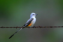 Scissor-tailed Flycatcher (Tryannus forficatus) perched on a wire, a returning migrant, spring, Texas, USA
