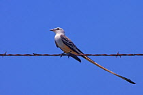 High angle shot of a Scissor-tailed Flycatcher (Tyrannus forficatus) perched on a wire, a returing migrant, spring, Texas, USA