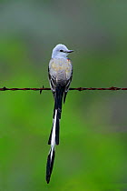 Portrait of Scissor-tailed Flycatcher (Tyrannus forficatus) perched on a wire, a returning migrant, Spring, Texas, USA
