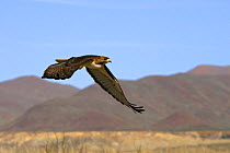 Red-tailed Hawk (Buteo jamaicensis) in flight, Big Bend National Park, Texas, USA
